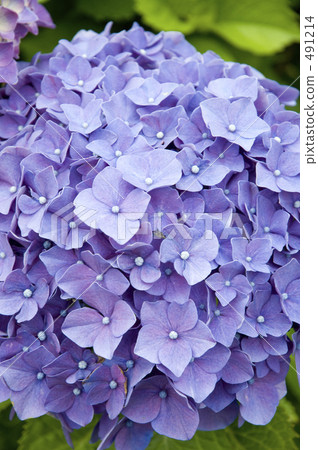 hydrangea, bluish purple, lifting 491214