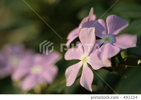 Pink Nichinoscisso Pink Nichinoscisso 491224