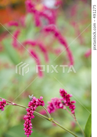 polygonum longisetum, persicaria longiseta, purple 491275