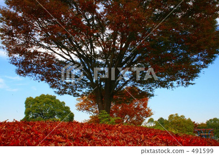 An interesting tree 491599