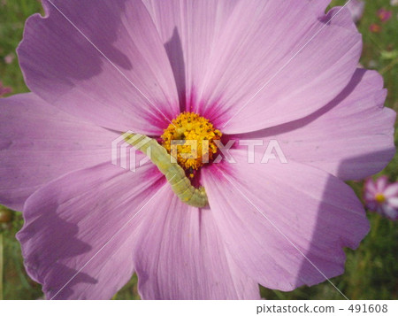 大波斯菊 吃甘藍菜的害蟲 菜虫 491608