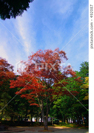Zelkova at Old Shrine at Tamosawa 492087
