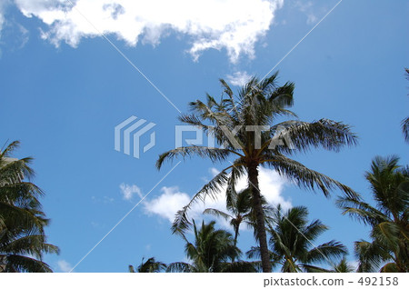 coconut palm, palm trees, palmtree 492158