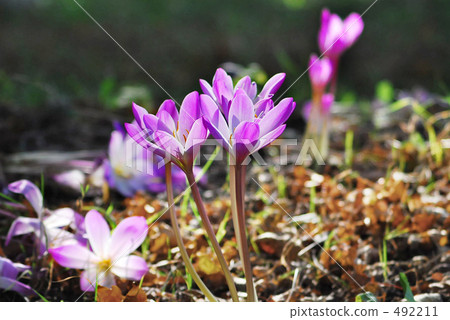 In the sun peppermint day 2 In the sun peppermint day 2 492211