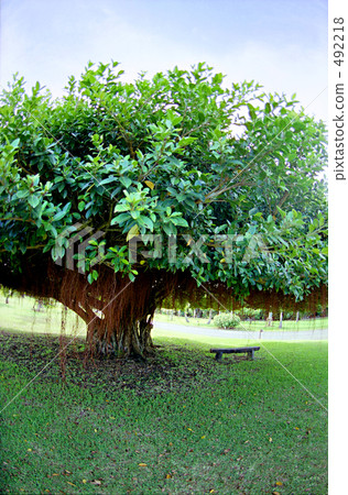 榕樹和板凳(宮古島) 榕樹和板凳(宮古島) 492218