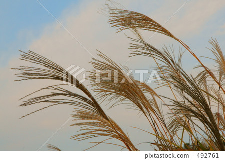 Suspend at dusk Suspend at dusk 492761