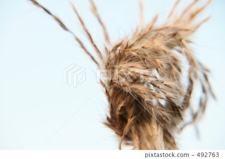 生魚片用圓錐花序捆綁 生魚片用圓錐花序捆綁 492763