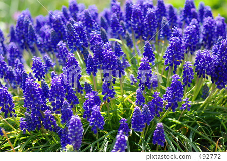 Muscari 492772