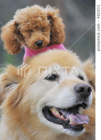 Piggyback ride 492831