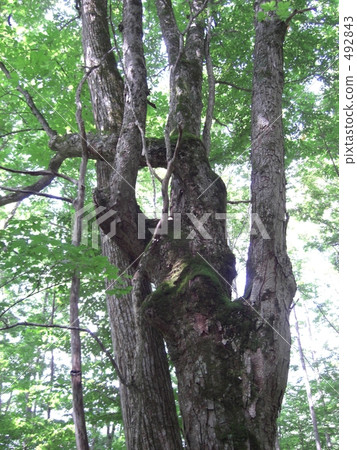 森林 樹林 分類樹 492843