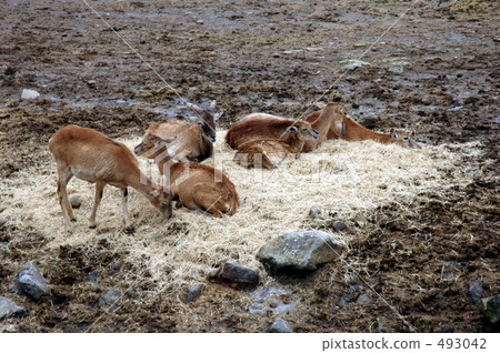 Elder's child 493042