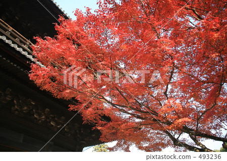 南禪寺的秋葉 493236