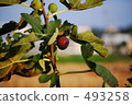 無花果 493258