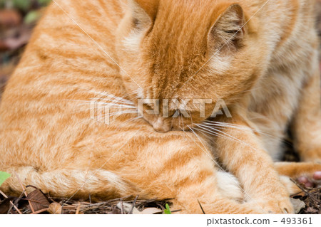 貓美容 貓美容 493361