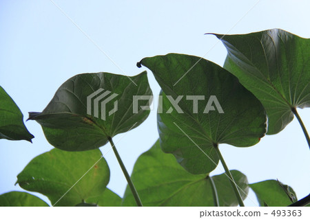 甘藷葉 甘藷葉 493363