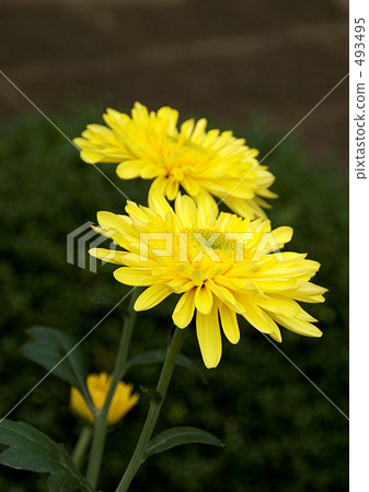 Clove chrysanthemum 493495