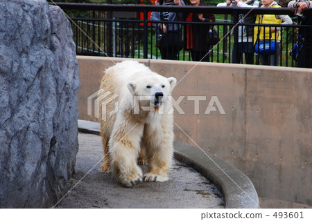 Maritimu, polar bear, ursus maritimu 493601