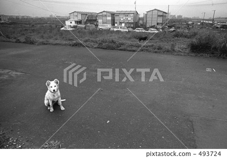 東京灣·辰巳昭和48年 493724