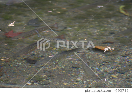 據說沒有fishbeez這樣的東西 據說沒有fishbeez這樣的東西 493753