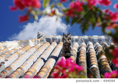 熱帶國家的保護精神 494094