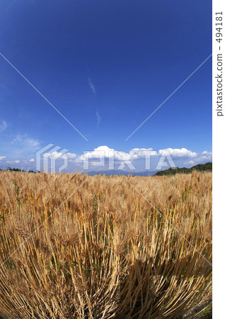 Wheat field 494181