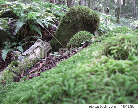 苔蘚 石頭 岩石 494189