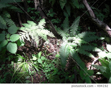 葉 樹葉 葉子 494192