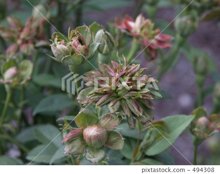 玫瑰品種名稱“綠玫瑰”（中國） 494308