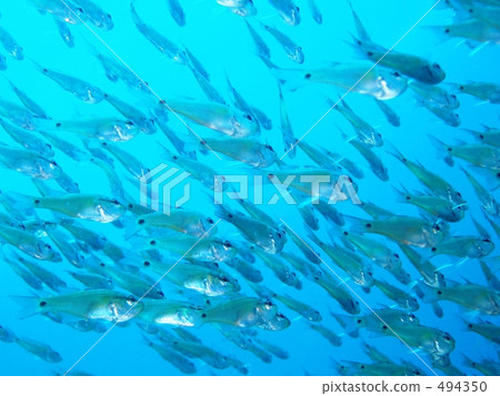 一組Otoseoki Nembutsui 494350