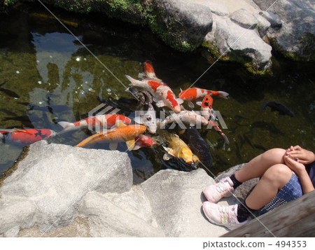 koi, creature, living thing 494353