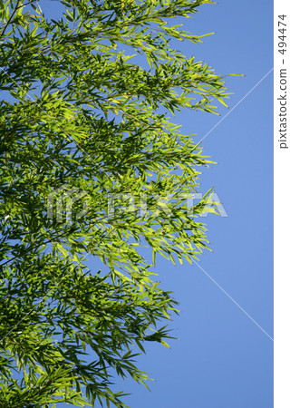 天空和綠色 494474