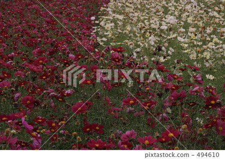 dark, dim, cosmos 494610