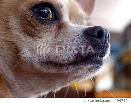 A gaze A gaze 494782