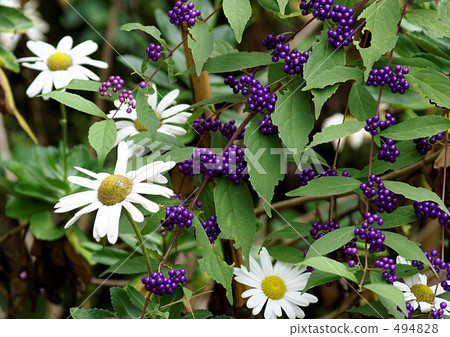 Komurasaki和Yomena 494828