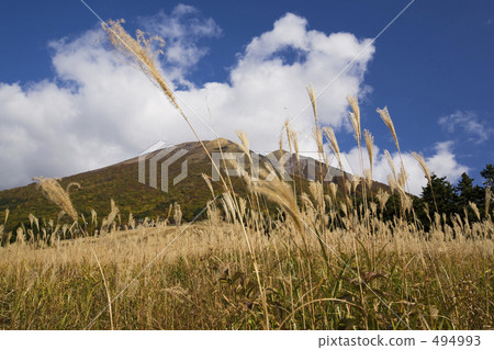 Masumi Kogen的Susuki 494993