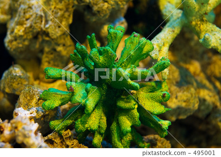 Green coral 495001