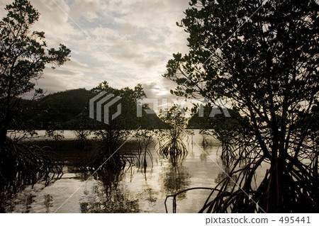 Mangrove in the sunset Mangrove in the sunset 495441