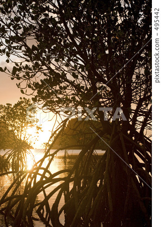 在夕陽的紅樹林 495442