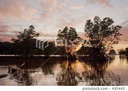 Mangrove in the sunset Mangrove in the sunset 495443