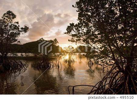 Mangrove in the sunset 495510