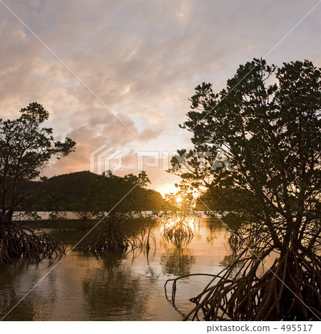 Mangrove in the sunset 495517