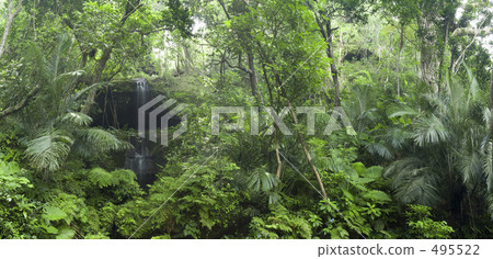 Primitive forest in Iriomote Island Primitive forest in Iriomote Island 495522