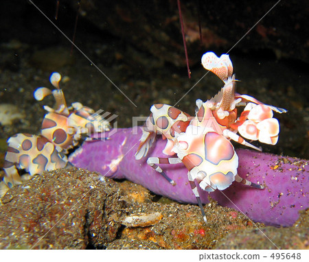 Harisajima的Horisodevi·配對 495648