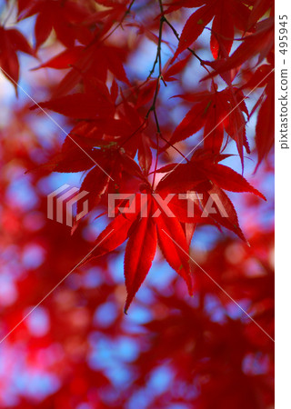 楓 楓樹 楓葉 495945