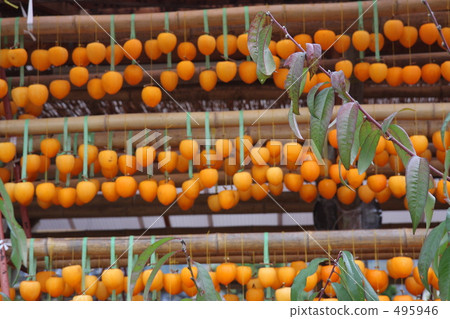 Anko Persimmon 1 Anko Persimmon 1 495946