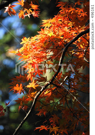 Atagoyama秋葉 496161