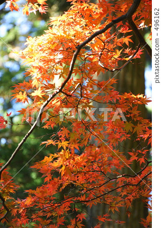 Autumn leaves of Atagoyama Autumn leaves of Atagoyama 496162