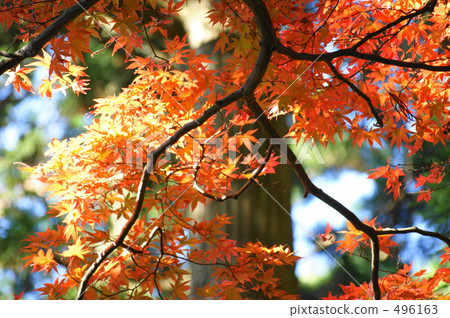 Atagoyama秋葉 496163