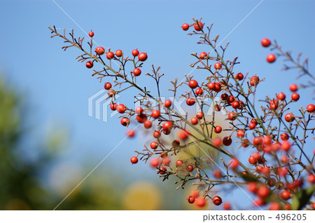 南方的天空 496205