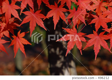 maple, yellow leafe, foliage 496212